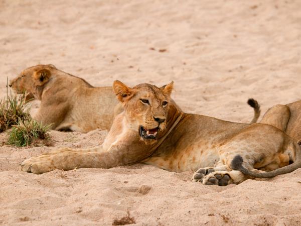 Northern Ruaha National Park holiday, Tanzania