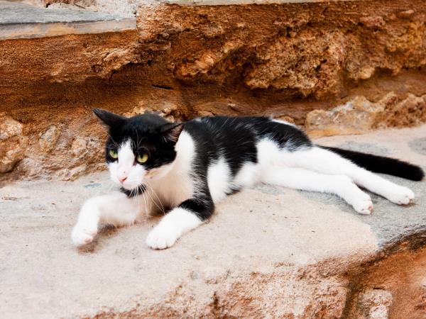 Animal welfare volunteering holiday in Greece