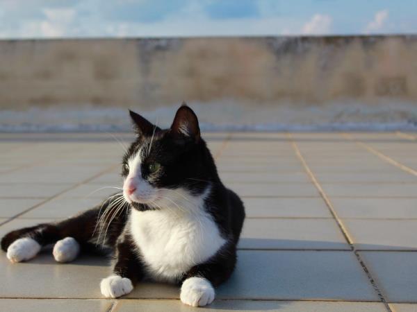 Animal welfare volunteering holiday in Greece
