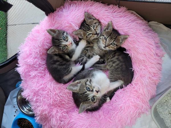 Animal welfare volunteering holiday in Greece
