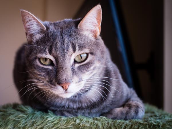 Animal welfare volunteering holiday in Greece