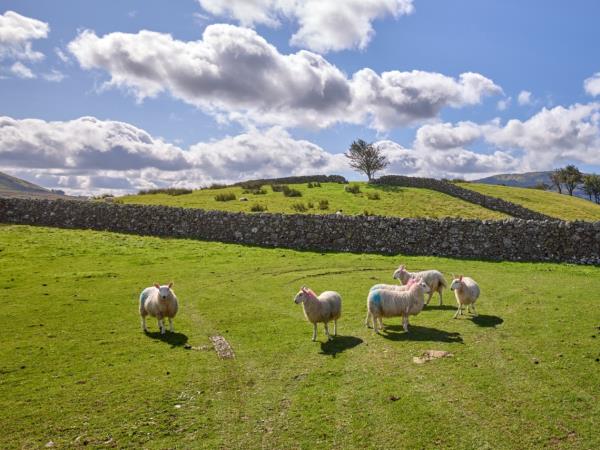 Connemara guided cycling tour, Ireland