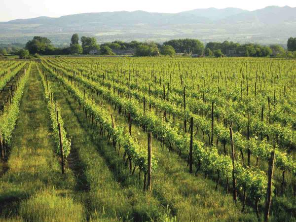 Georgia walk & wine tour