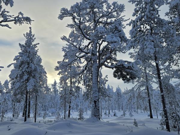 Family winter activity week in Finland