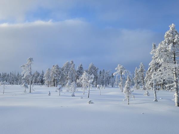 Cross-country skiing holiday in Finland's eastern wilderness