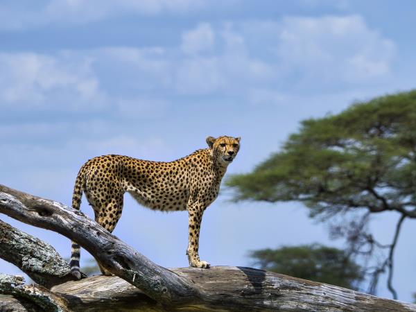 Tanzania safari and Zanzibar beach holiday
