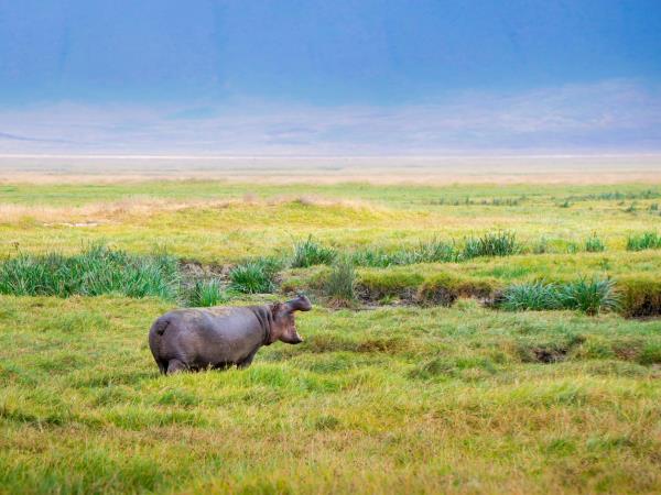 Tanzania safari and Zanzibar beach holiday