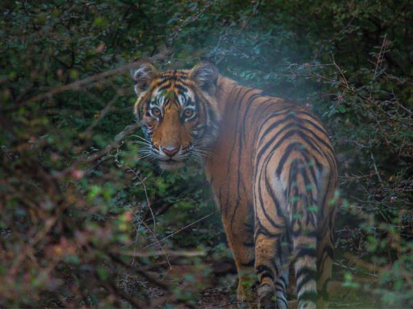 Tiger safari and Golden Triangle tour in India 