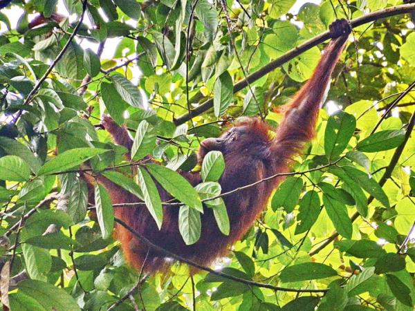 Borneo 12 day family tour