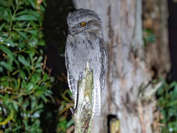 Tasmania bird watching holiday, Australia