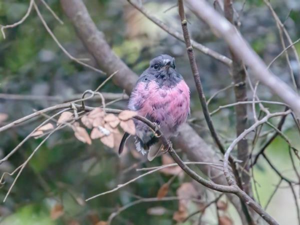 Tasmania bird watching holiday, Australia