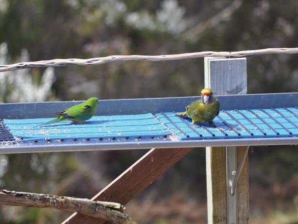 Tasmania bird watching holiday, Australia
