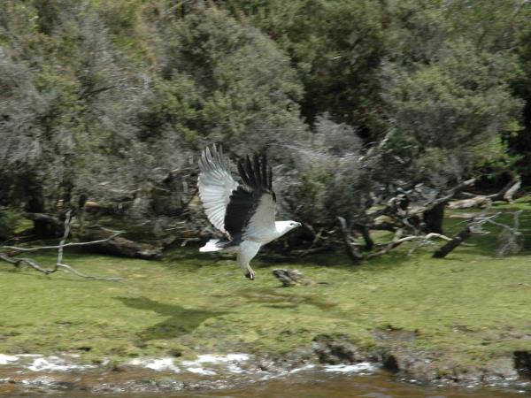 Tasmania bird watching holiday, Australia