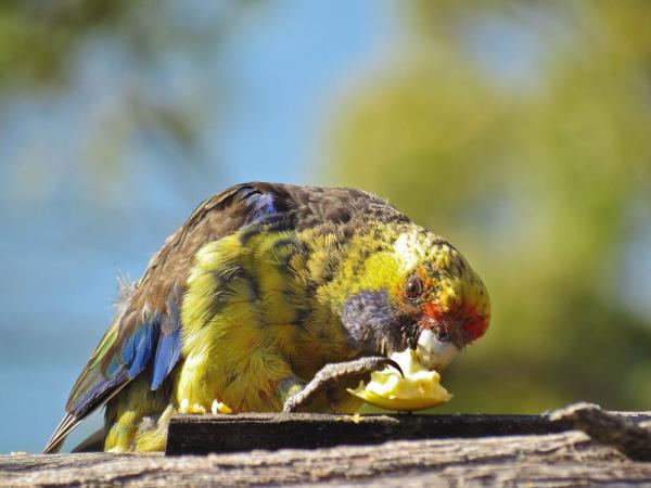 Tasmania bird watching holiday, Australia