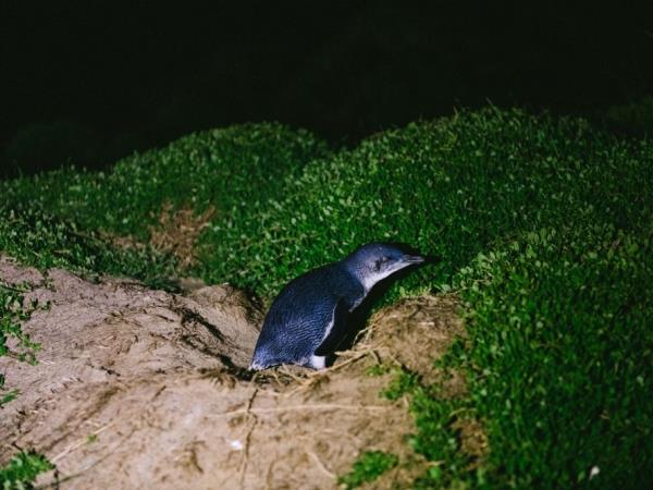 Tasmania bird watching holiday, Australia