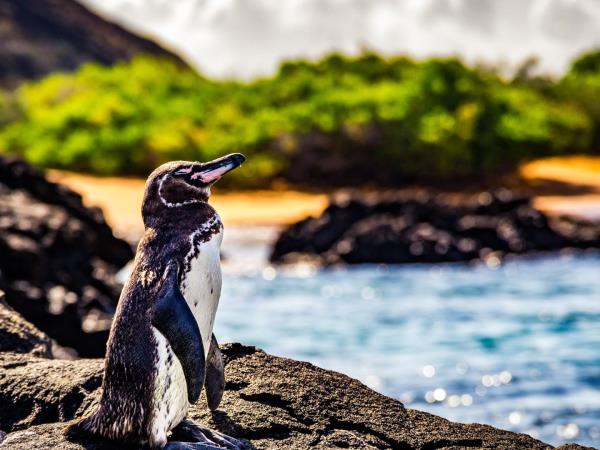 Galapagos multi activity tour, land based