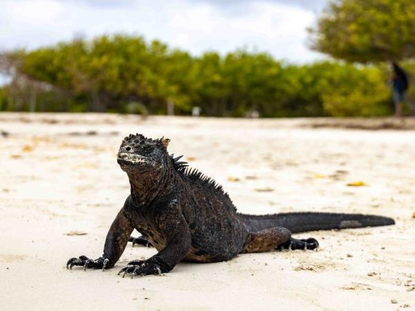 Galapagos multi activity tour, land based