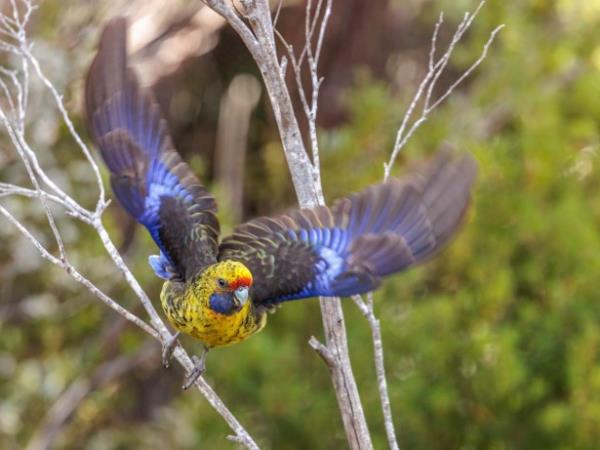 Tasmania bird watching holiday, Australia