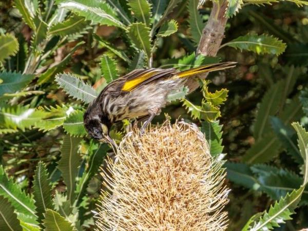 Tasmania bird watching holiday, Australia