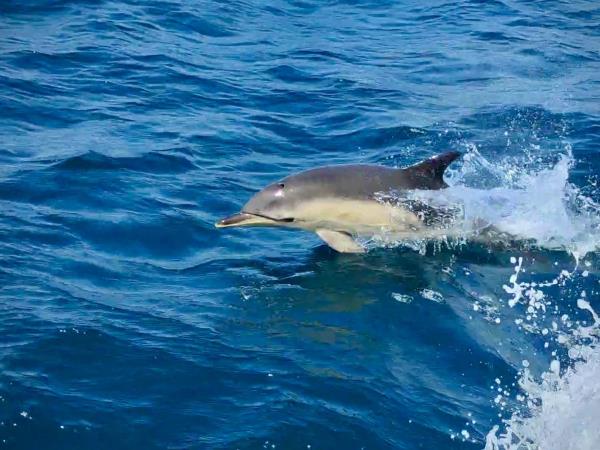 Central Azores sailing holiday, island hopping