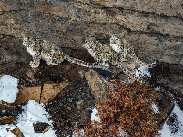 Snow leopard tracking holiday, Spiti Valley