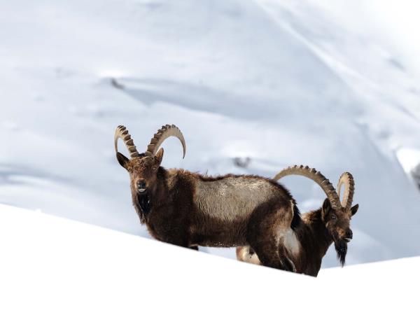 Snow leopard tracking holiday, Spiti Valley