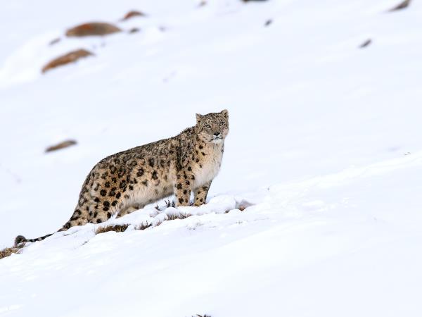 Snow leopard tracking holiday, Spiti Valley