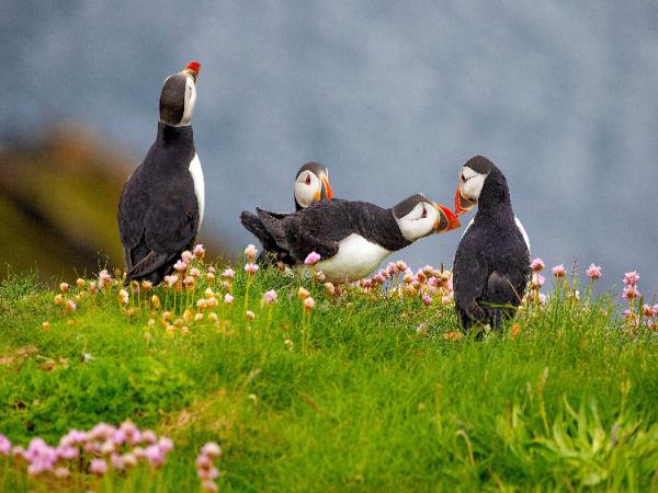 Shetland walking holiday, Scotland