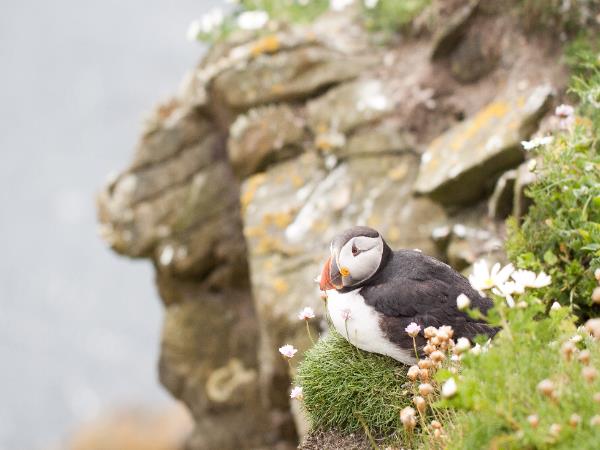 Shetland walking holiday, Scotland