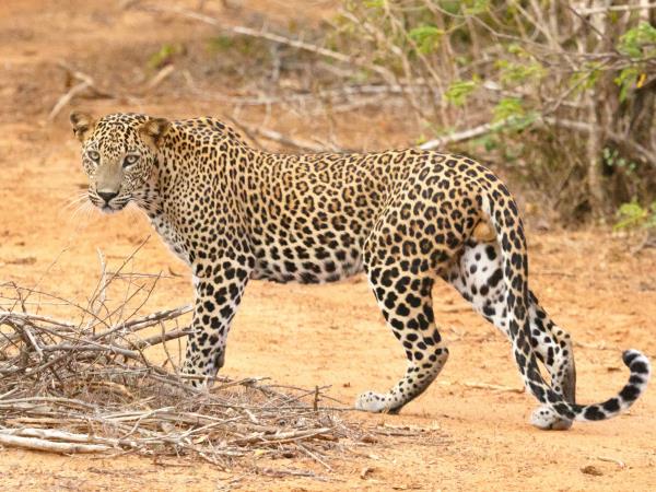 Sri Lanka luxury tailor made tour