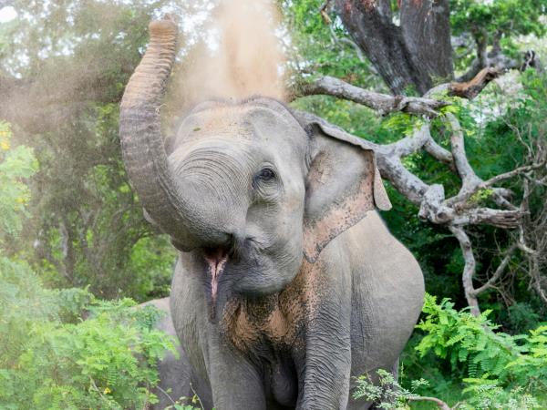 Sri Lanka luxury tailor made tour