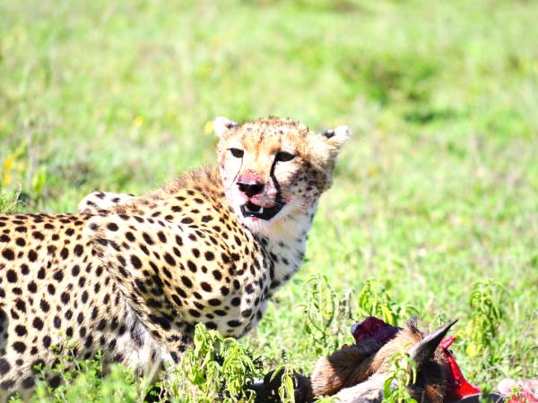 Serengeti luxury short safari holiday