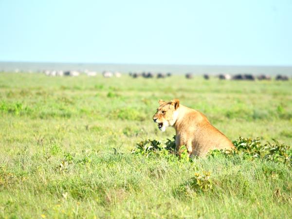 Serengeti luxury short safari holiday