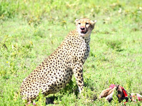 Serengeti luxury short safari holiday