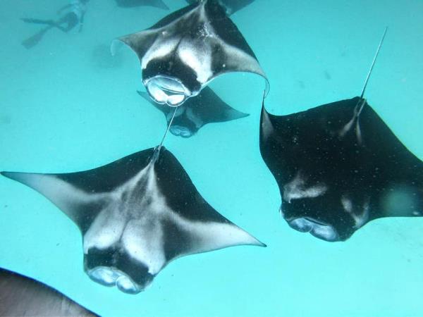Maldives Manta ray snorkelling and Island hopping tour