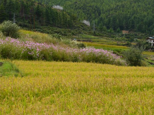 Bhutan cultural holiday 