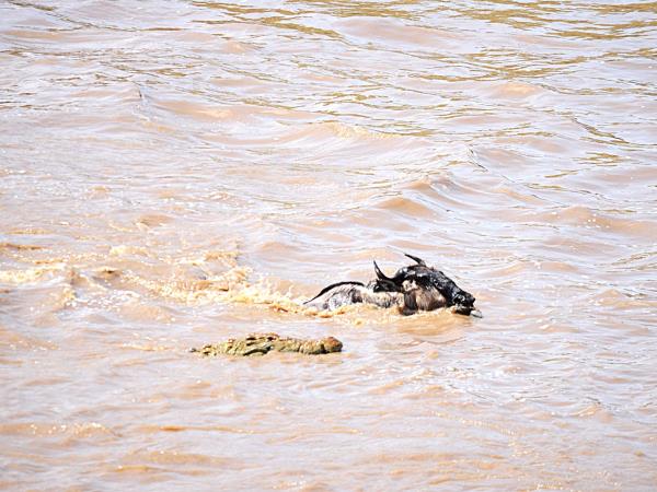 Tanzania Great Migration and Serengeti Safari holiday