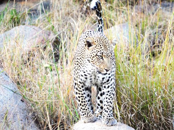 Tanzania Great Migration and Serengeti Safari holiday