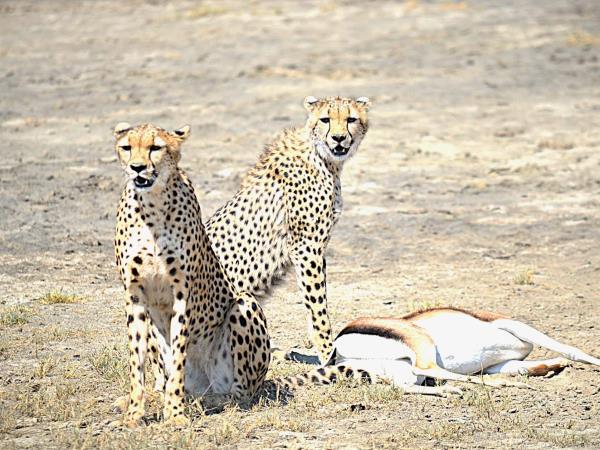 Tanzania Great Migration and Serengeti Safari holiday
