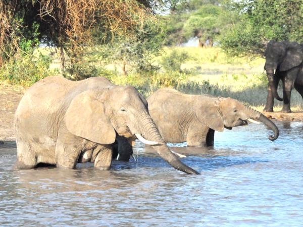 Tanzania national park safari holiday