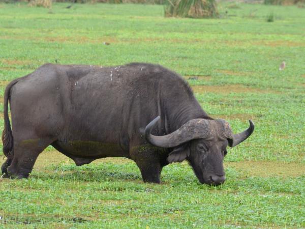 Tanzania national park safari holiday