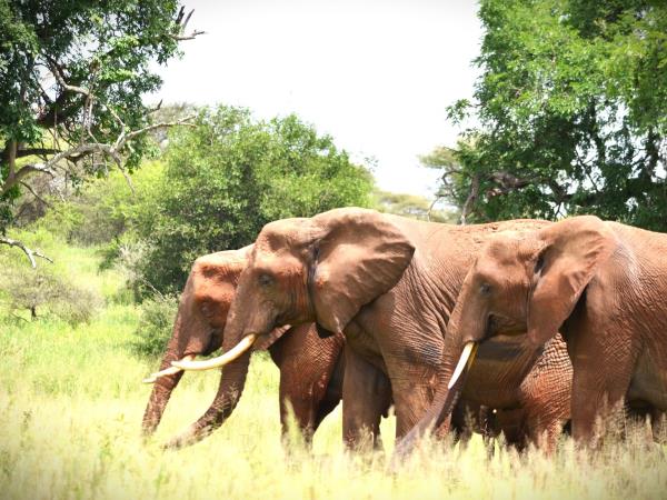 Tanzania national park safari holiday