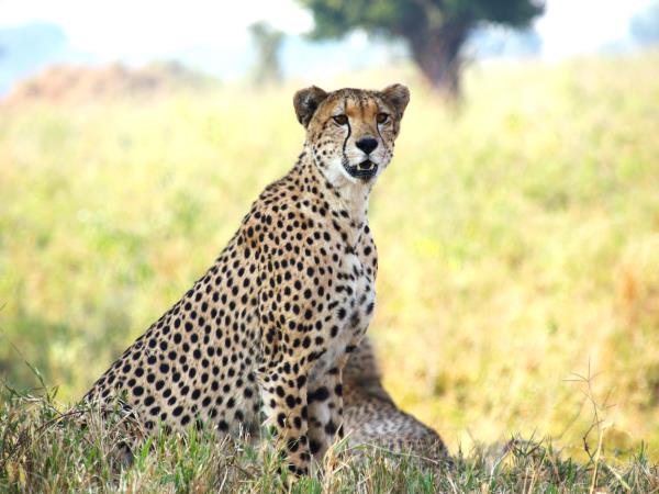 Tanzania national park safari holiday