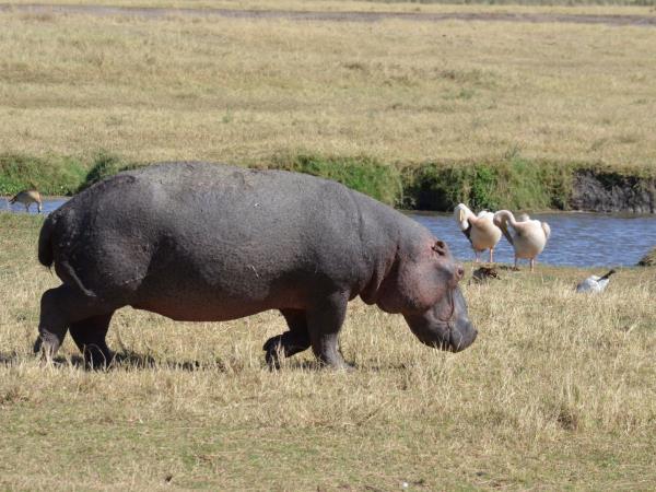 Tanzania national park safari holiday
