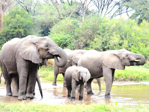 Tanzania Great Migration and Serengeti Safari holiday