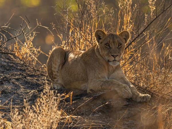 Professional field guide course, Southern Africa