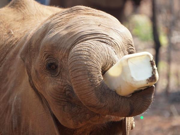 Zambia elephant conservation holiday