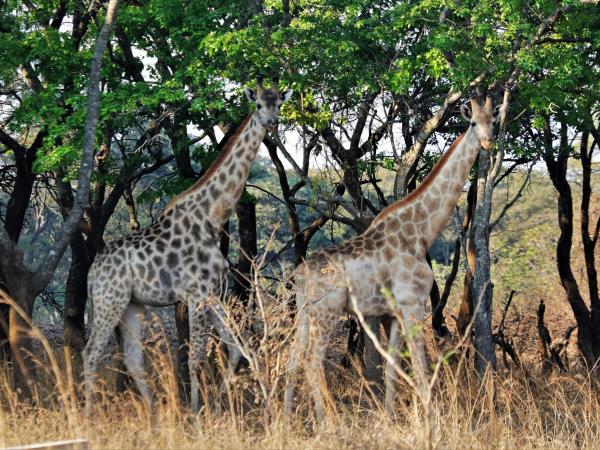 Zambia elephant conservation holiday