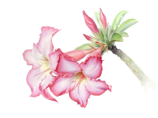 Botanical painting holiday in Greece