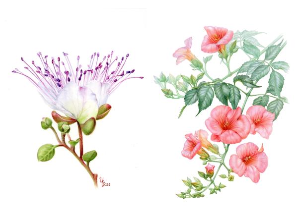 Botanical painting holiday in Greece